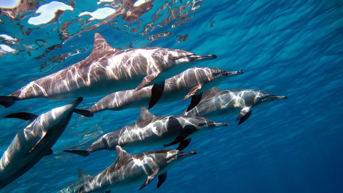 Delfin Edition
