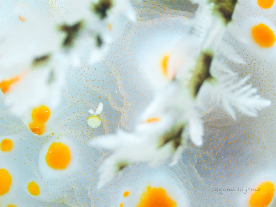 Quallen: Die faszinierenden Urwesen des Ozeans – und warum Plastik sie bedroht