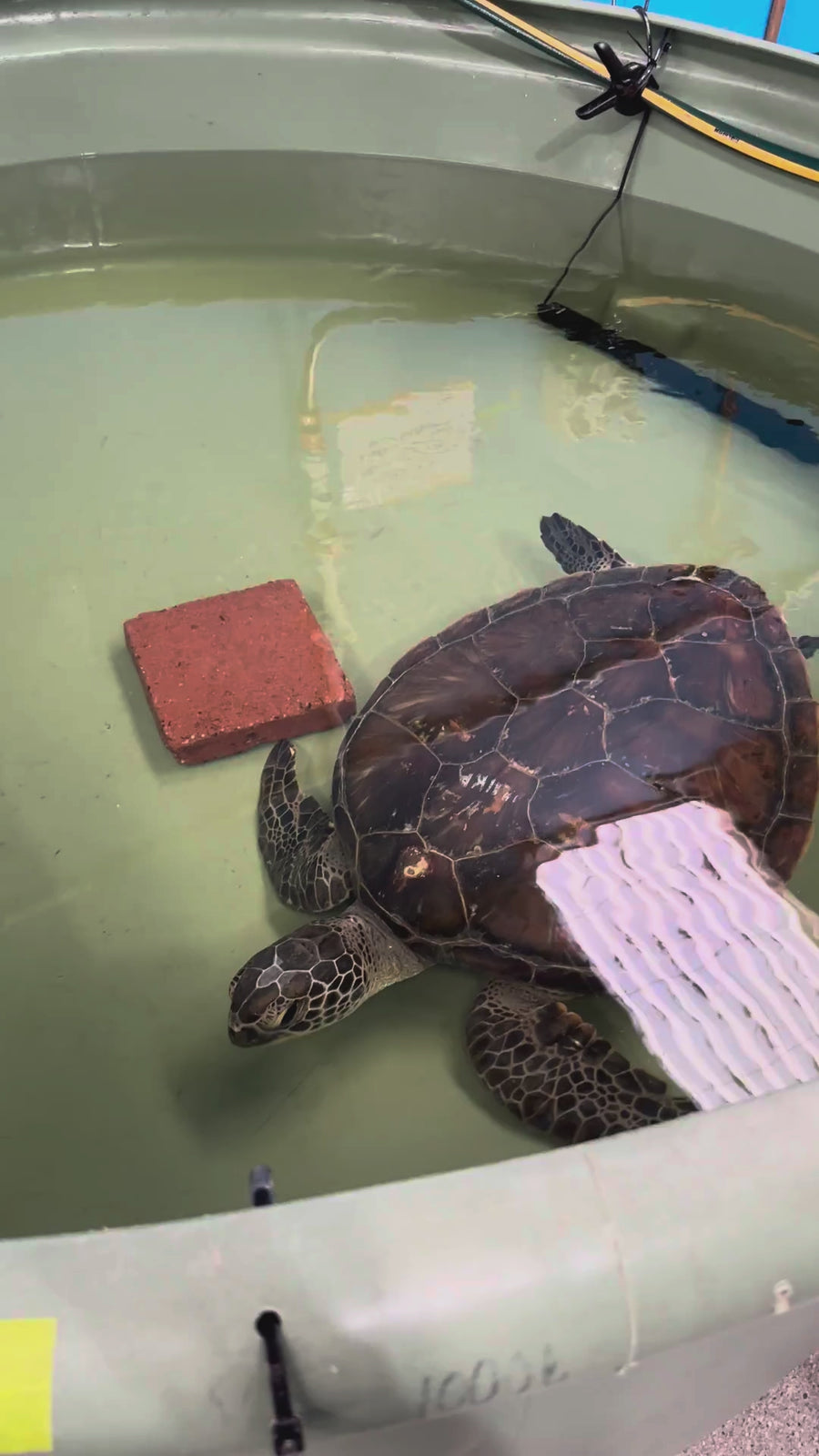 Schildkröte im Pflegetank, Australian Seabird & Turtle Rescue Ballina